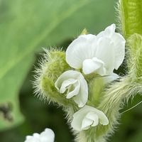 チャマメ,花壇,ガーデニング,マメ科,野菜の花の画像