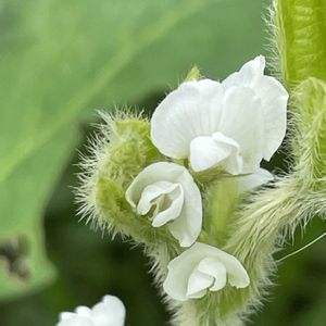 チャマメ,花壇,ガーデニング,マメ科,野菜の花の画像