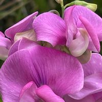 スイートピー,花壇,ガーデニング,マメ科,お出かけ先の画像