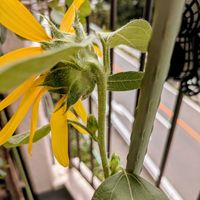 ひまわり,ベランダの画像