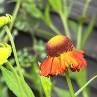ブルーベリー,小さな幸せ,優しい気持ち,嬉しい開花,ヘレニュウムの画像