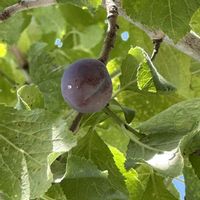 プルーン,みーつけた,放ったらかし隊,庭の画像