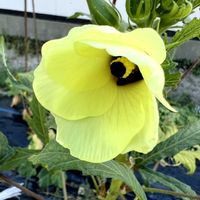 オクラ,オクラの花,いつもありがとう♡,GSのみなさんに感謝♡,復興祈願の画像