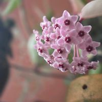 サクララン,ホヤ,沖縄,開花中の画像