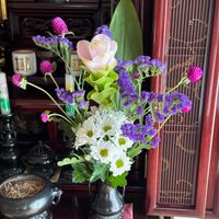 クルクマ,センニチコウの画像