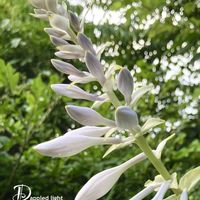 ギボウシ,ホスタ,花のある暮らし,緑のある暮らし,木漏れ日の画像