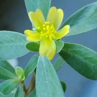 スベリヒユ,鉢植え,山野草の画像