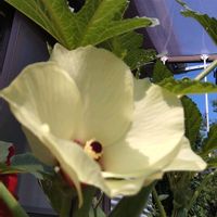 オクラ,植物のある暮らし,テラス,家庭菜園,庭の画像