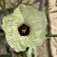 オクラ,ポポー,オクラの花,三尺ささげ,大和ルージュの画像
