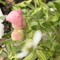 金魚草,꒰ღ˘◡˘ற꒱かわゅ~,今日の一枚,ピンク色,植物中毒の画像