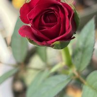 救済品,バラ・ミニバラ,赤い色,植物中毒,お花は癒しの画像