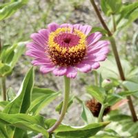 ヒャクニチソウ,百日草,ピンクの花,綺麗,花の写真の画像