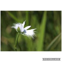 サギソウ,サギソウ,ヌマトラノオ,チョウトンボ,名前は知らないけど可愛い子の画像