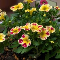 カリブラコア,大好き,癒し,花のある暮らし,綺麗の画像