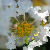 サルスベリ,サルスベリ,花のある暮らし,お散歩道の画像