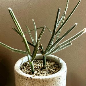 セイリギア フンベルティ,多肉植物,塊根植物,コーデックス,セイリギア属の画像
