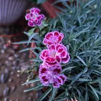 ナデシコ,鉢植え,ガーデニング,玄関アプローチ,庭の画像