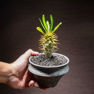 パキポディウム アンボンゲンセ,パキポディウム アンボンゲンセ,観葉植物,塊根植物,実生の画像