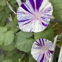 レモン,あさがお,江戸風情,江戸風情の画像
