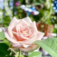 オリヅルラン,多肉植物,観葉植物,ガーデニング,My roseの画像