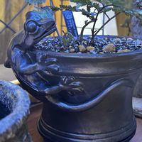 多肉植物,観葉植物,シダ植物,アガベ属,家庭菜園の画像