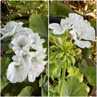 ゼラニウム,鉢植え,花のある暮らし,純白の花の画像