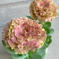 トルコギキョウ,八重咲きトルコギキョウ,トルコキキョウ アンバーダブルショコラ,トルコギキョウアンバーダブルショコラ,ガーデニングの画像
