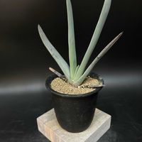 多肉植物,観葉植物,珍奇植物,ビザールプランツ,クマラ属の画像