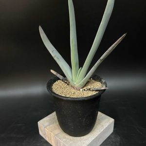 多肉植物,観葉植物,珍奇植物,ビザールプランツ,クマラ属の画像