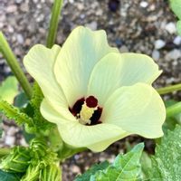 オクラ,サボテン,マツバギク,大葉,青紫蘇の画像