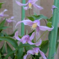 クレマチス,立木性クレマチス,ピンクの花,花のある暮らし,おうち園芸の画像