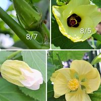 オシロイバナ,ｱﾌﾞﾁﾛﾝ,ｵｸﾗ,種蒔きからA,挿し芽からAの画像