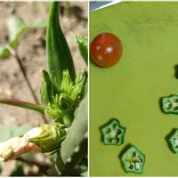 オクラ,今日のお花,小さな幸せ,金曜日の蕾たち,食べる園芸の画像
