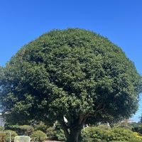 キンモクセイ,キンモクセイ,フィロデンドロン・セローム,フィロデンドロン・セローム,琉球朝顔の画像