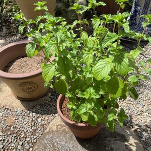 ミント,オーデコロンミント,ハーブ,植え替え,GS日和の画像