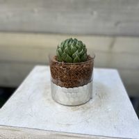 ハオルチア,多肉植物,観葉植物,今日の一枚,植物のある暮らしの画像