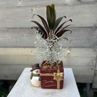 コルジリネ・レッドエッジ,クッションブッシュ,寄せ植え,観葉植物,今日の一枚の画像
