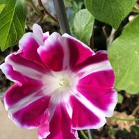アサガオ,夏の花,キュンキュン乙女倶楽部,キュンキュン乙女倶楽部No.183,もんもんチャン♡見守り隊の画像