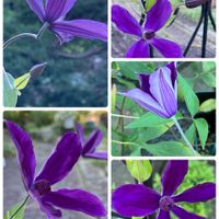 クレマチス,クレマチス　アフロディーテ・エレガフミナ,クレマチス  エール フクシマ,花のある暮らし,青い花マニアの画像