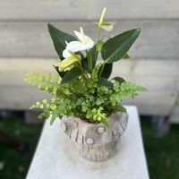 キノコ,アンスリウムエクリプス,アスプレニウム　パーパティ,寄せ植え,観葉植物の画像