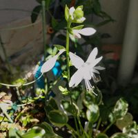 ギボウシ,ソウ スイート,世界平和,被災地にエールを…。,こんな時こそ花をの画像