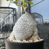 フォッケア・エデュリス,火星人,フォッケア エデュリス（火星人）,塊根植物,ガガイモ科の画像