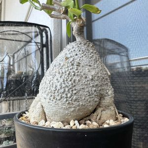 フォッケア・エデュリス,火星人,フォッケア エデュリス（火星人）,塊根植物,ガガイモ科の画像