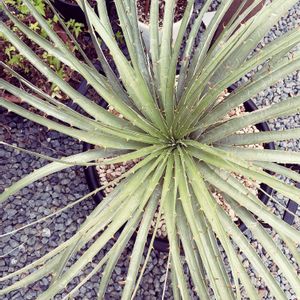 プヤ セルーレア,多肉植物,珍奇植物の画像