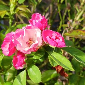 我が家の庭,ビンクの薔薇,薔薇アンゼラ,広い庭の画像