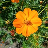 キバナコスモスの画像