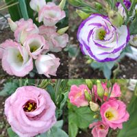 トルコキキョウ,ガーデニング,ピンクの花,八重咲き,かわいいな♡の画像