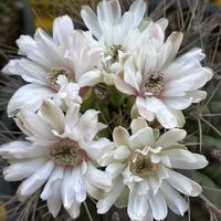サボテン,スイコウカン,スマホ撮影加工なし,花の15年組,ベランダの画像