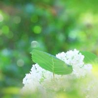 アナベル,アナベル,庭の花,かわいい♡,世界平和の画像