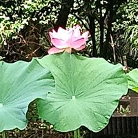 ハスの画像